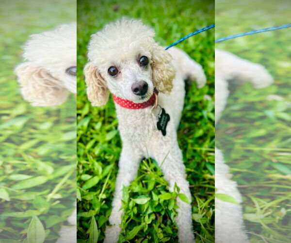 Medium Photo #2 Poodle (Miniature) Puppy For Sale in Pacolet, SC, USA