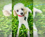 Small #1 Poodle (Miniature)