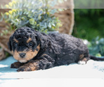 Small Photo #15 Miniature Bernedoodle Puppy For Sale in BREMEN, IN, USA