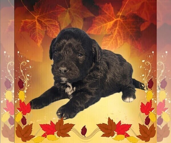 Medium Photo #28 Bernedoodle (Miniature) Puppy For Sale in PEYTON, CO, USA