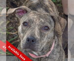 Smooch - Female American Staffordshire Terrier-Boxer Mix Dog for Adoption - Small photo