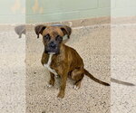 Small #2 Boxer