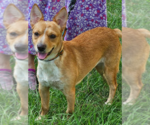 Small #1 Mutt