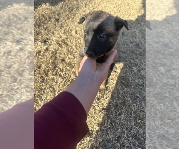 Medium Photo #28 Belgian Malinois Puppy For Sale in ATHENS, AL, USA