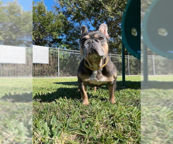 Medium Photo #2 French Bulldog Puppy For Sale in Miami, FL, USA