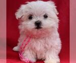 Small #3 Maltese