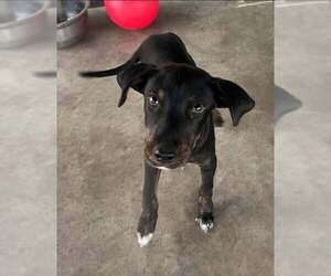 Mutt Dogs for adoption in Pryor, OK, USA