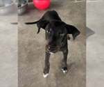 Small Mutt