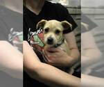 Small #2 Chihuahua Mix