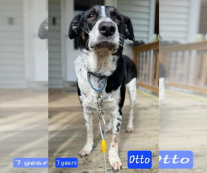 Border Collie-Unknown Mix Dogs for adoption in Alexander, AR, USA