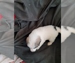 Small Photo #33 Great Pyrenees Puppy For Sale in BANCROFT, WI, USA