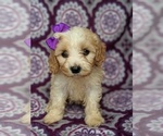 Small Photo #1 Cavachon Puppy For Sale in LANCASTER, PA, USA