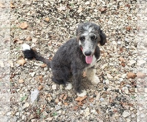 Aussiedoodle Puppy for sale in DOWELLTOWN, TN, USA