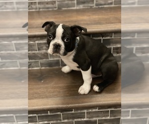 Boston Terrier Puppy for Sale in OGDEN, Utah USA