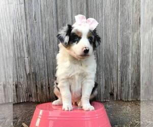 Australian Shepherd Puppy for sale in HAVEN, KS, USA