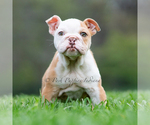 Puppy Anastasia AKC Bulldog
