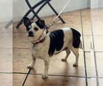 Small #4 Chihuahua Mix