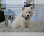 Small Photo #4 Pomeranian Puppy For Sale in HONEY BROOK, PA, USA