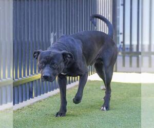 American Staffordshire Terrier-Unknown Mix Dogs for adoption in Waco, TX, USA