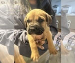 Small Photo #27 Cane Corso-Saint Bernard Mix Puppy For Sale in LIVERMORE, CA, USA