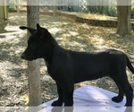 Small Photo #10 Belgian Malinois Puppy For Sale in VACAVILLE, CA, USA