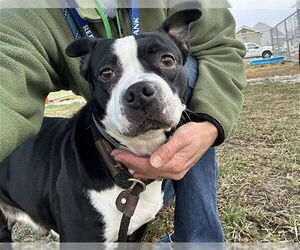 Mutt Dogs for adoption in Louisville, KY, USA