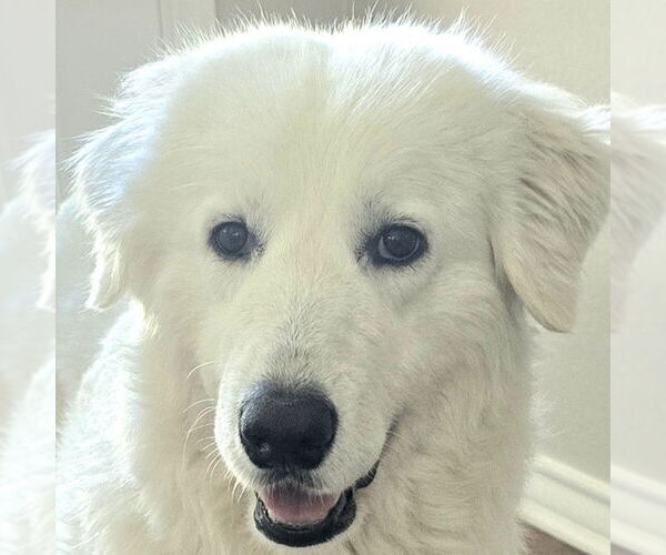 Medium Photo #1 Great Pyrenees-Maremma Sheepdog Mix Puppy For Sale in Dallas, TX, USA