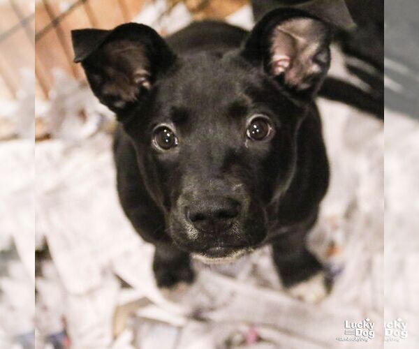 Medium Photo #5 Labrador Retriever-Unknown Mix Puppy For Sale in Washington, DC, USA