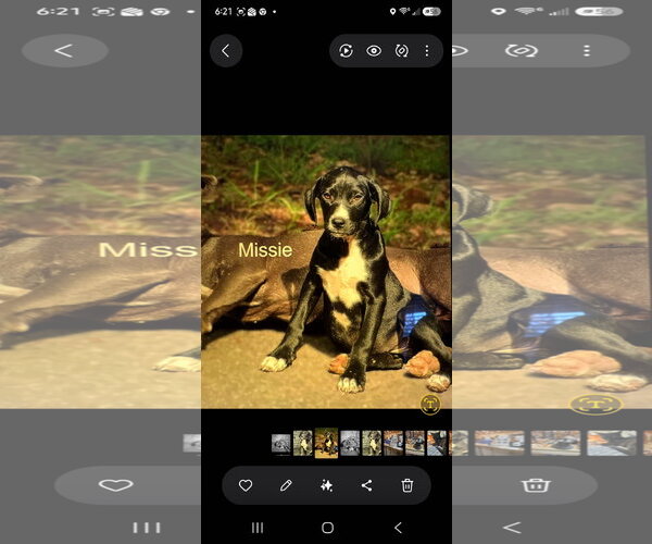 Medium Photo #2 Mutt Puppy For Sale in Blairsville, GA, USA