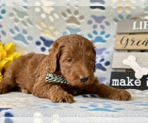 Labradoodle Puppy for sale in LANCASTER, PA, USA