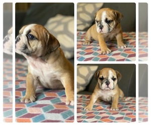 English Bulldog Puppy for sale in RANCHO CORDOVA, CA, USA