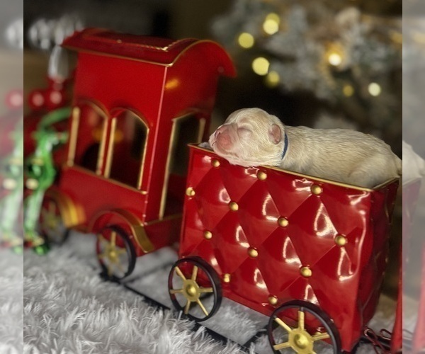 Medium Photo #5 French Bulldog Puppy For Sale in SPRINGFIELD, MO, USA