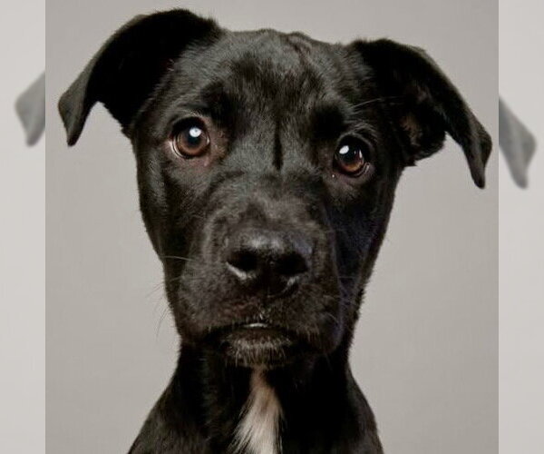Medium Photo #21 Labrador Retriever-Unknown Mix Puppy For Sale in Canton, CT, USA