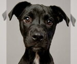 Small #20 Labrador Retriever Mix