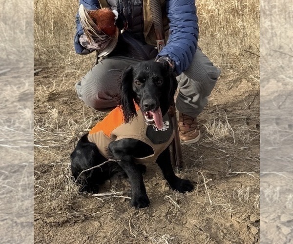 Medium Photo #1 Cocker Spaniel Puppy For Sale in SAN ANGELO, TX, USA