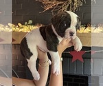 Puppy Male 4 American Bulldog