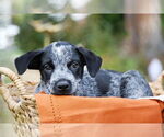 Small #2 Mutt
