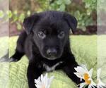 Small #1 Labrador Retriever Mix