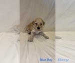 Small Photo #6 Goldendoodle Puppy For Sale in LUMBERTON, NC, USA