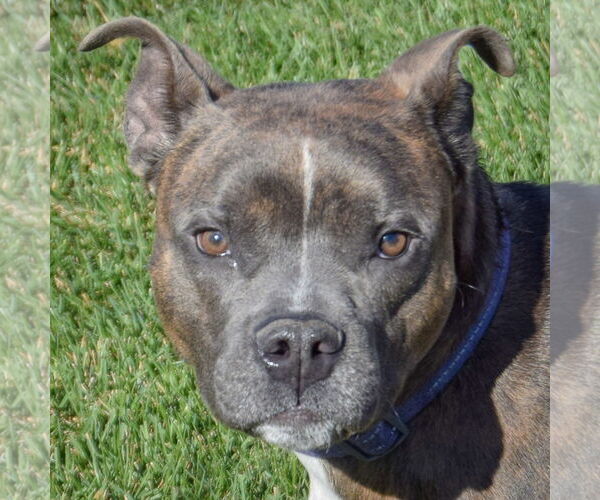 Medium Photo #1 American Bulldog-American Staffordshire Terrier Mix Puppy For Sale in Huntley, IL, USA