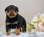 Small Photo #3 Rottweiler Puppy For Sale in NAPPANEE, IN, USA