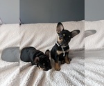 Small Photo #7 French Bulldog Puppy For Sale in WOODBRIDGE, NJ, USA