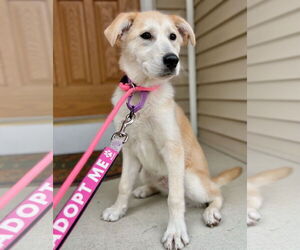 Gerberian Shepsky Dogs for adoption in GILBERTS, IL, USA