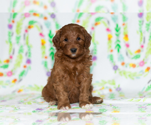 Goldendoodle-Poodle (Miniature) Mix Puppy for sale in BREMEN, IN, USA