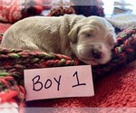 Puppy Puppy 5 Goldendoodle (Miniature)