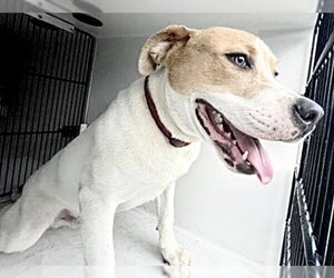 Boxer-Pointer Mix Dogs for adoption in Houston, TX, USA