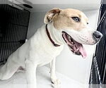 Small Boxer-Pointer Mix