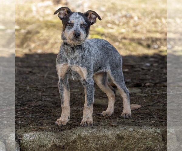 Medium Photo #4 Mutt Puppy For Sale in Garden City, NY, USA