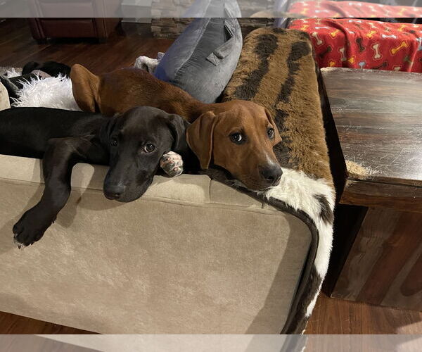 Medium Photo #14 Labrador Retriever-Unknown Mix Puppy For Sale in Holly Springs, NC, USA