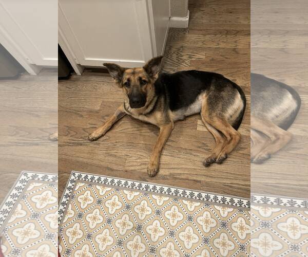 Medium Photo #3 German Shepherd Dog Puppy For Sale in Modesto, CA, USA